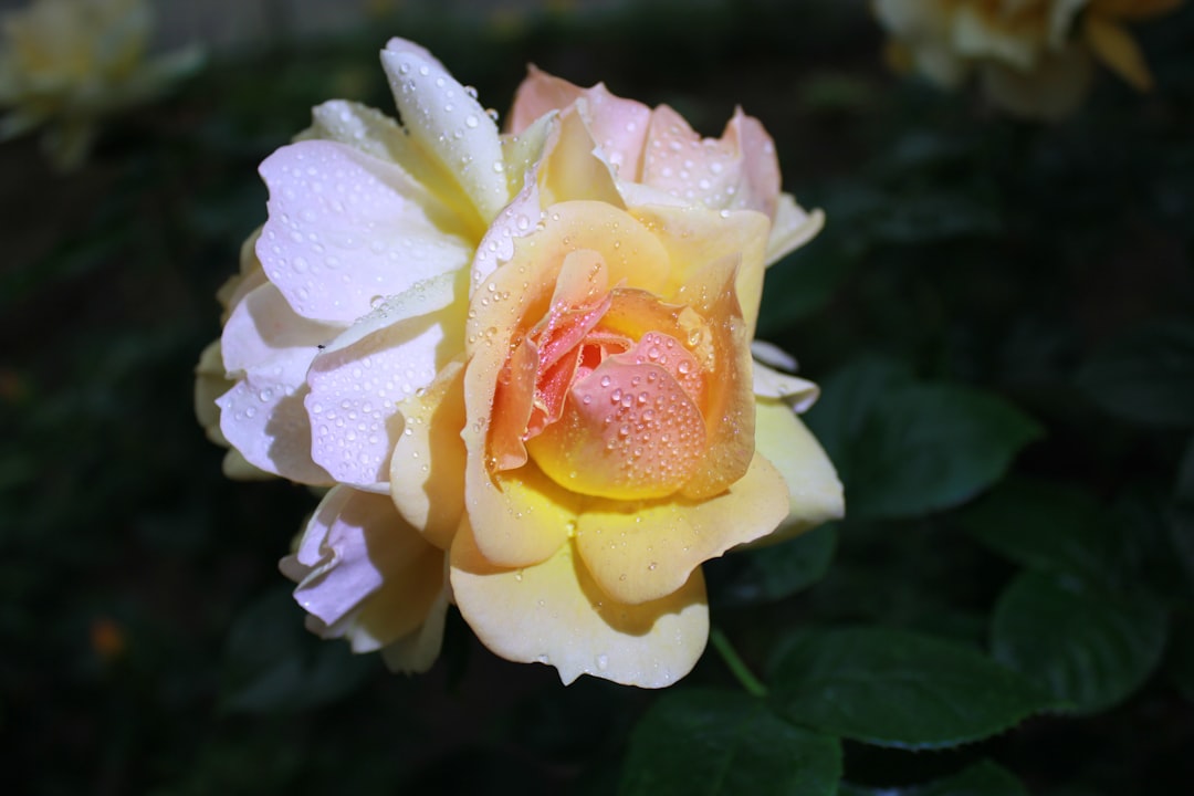 roses cadeau nature