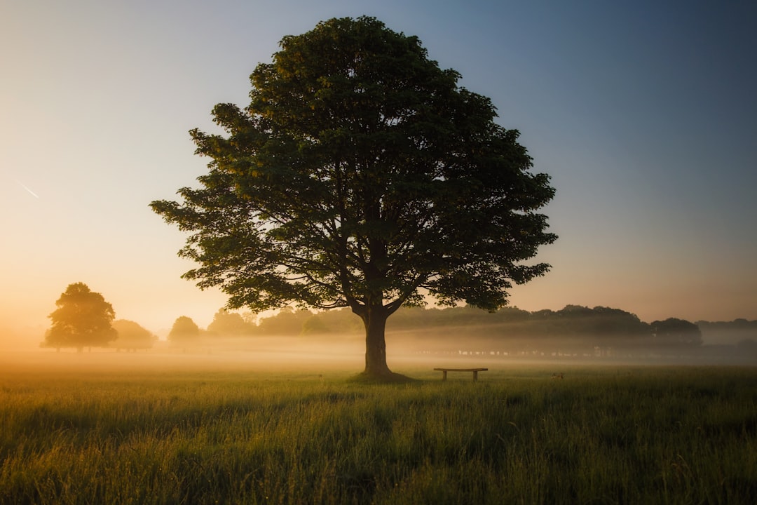 cadeaux noirs nature